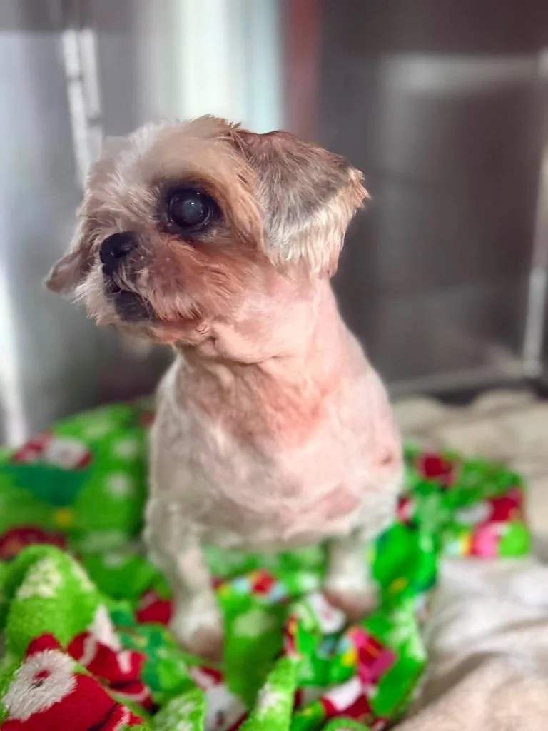 A senior small-sized male Shih Tzu dog named Elmont for adoption in Sebastian, FL