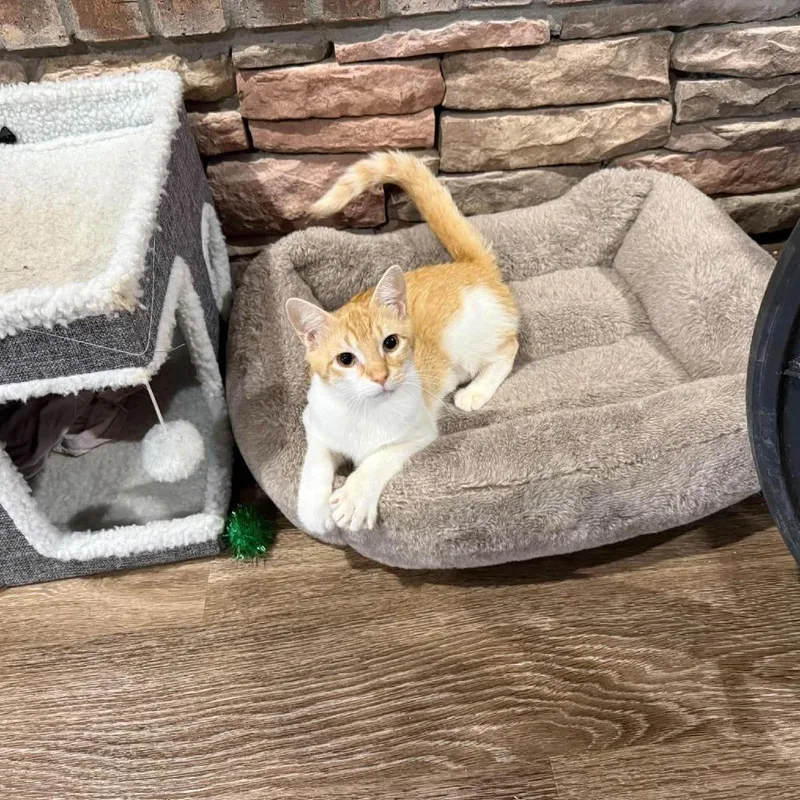 A young medium-sized female Orange / Red Domestic Short Hair cat named Malina for adoption in Port Neches, TX