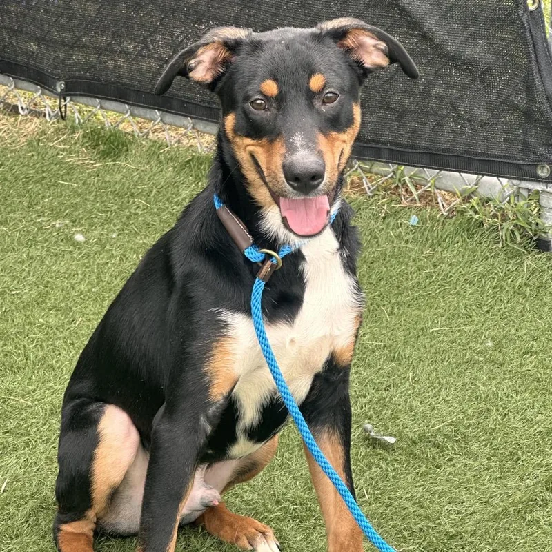 A young medium-sized male Mixed Breed dog named Joey for adoption in Canton, IL