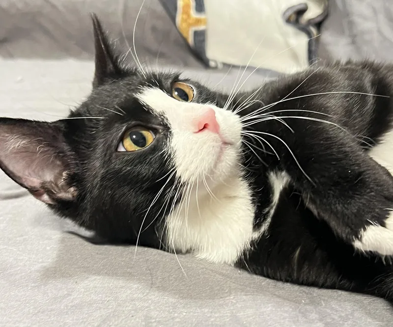 A young medium-sized male White Tuxedo cat named Leo for adoption in Mesa, AZ