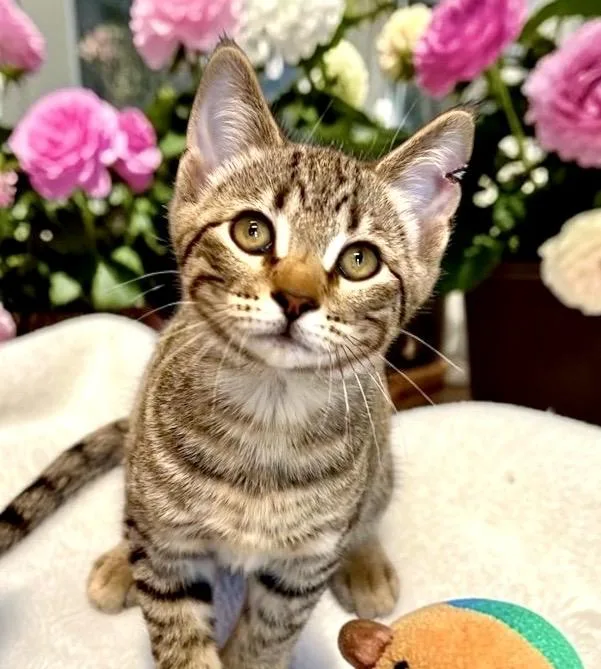 A baby small-sized male Tabby (Buff / Tan / Fawn) Tabby cat named Inky for adoption in Perry, IA