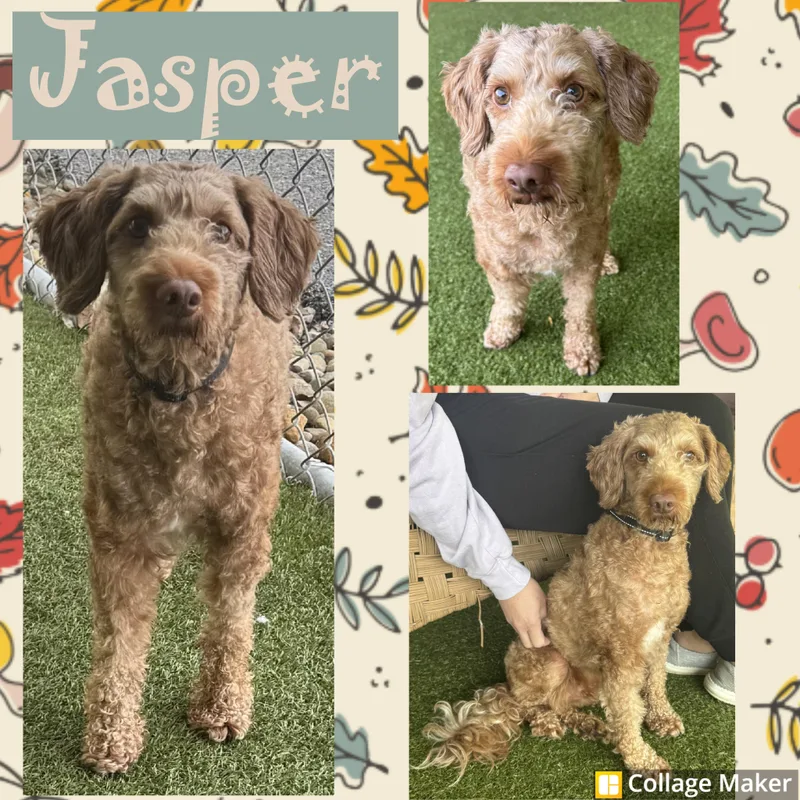 An adult small-sized male Miniature Poodle dog named Jasper for adoption in Clearfield, PA