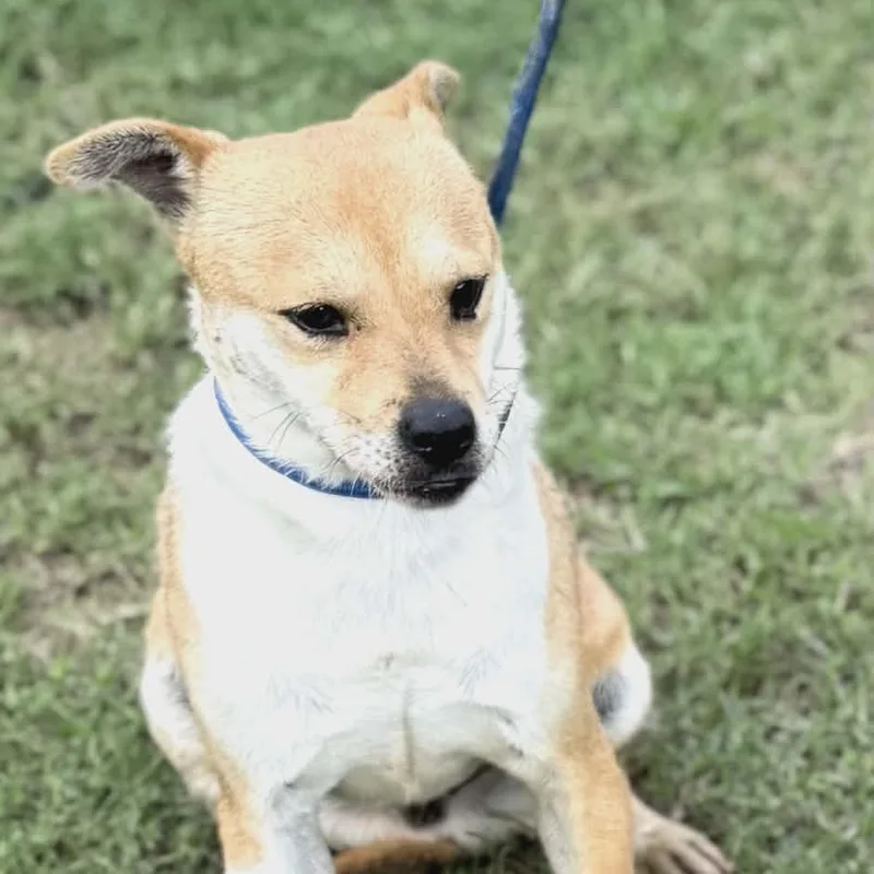 A young medium-sized male Apricot / Beige Corgi dog named Theo for adoption in Williston, VT