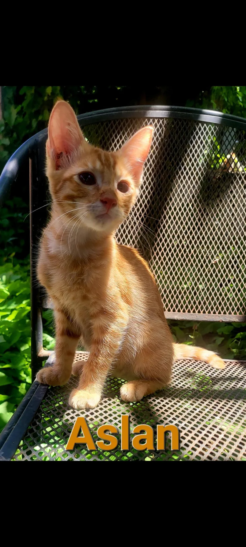 A baby medium-sized male Domestic Short Hair cat named Aslan for adoption in Mabank, TX