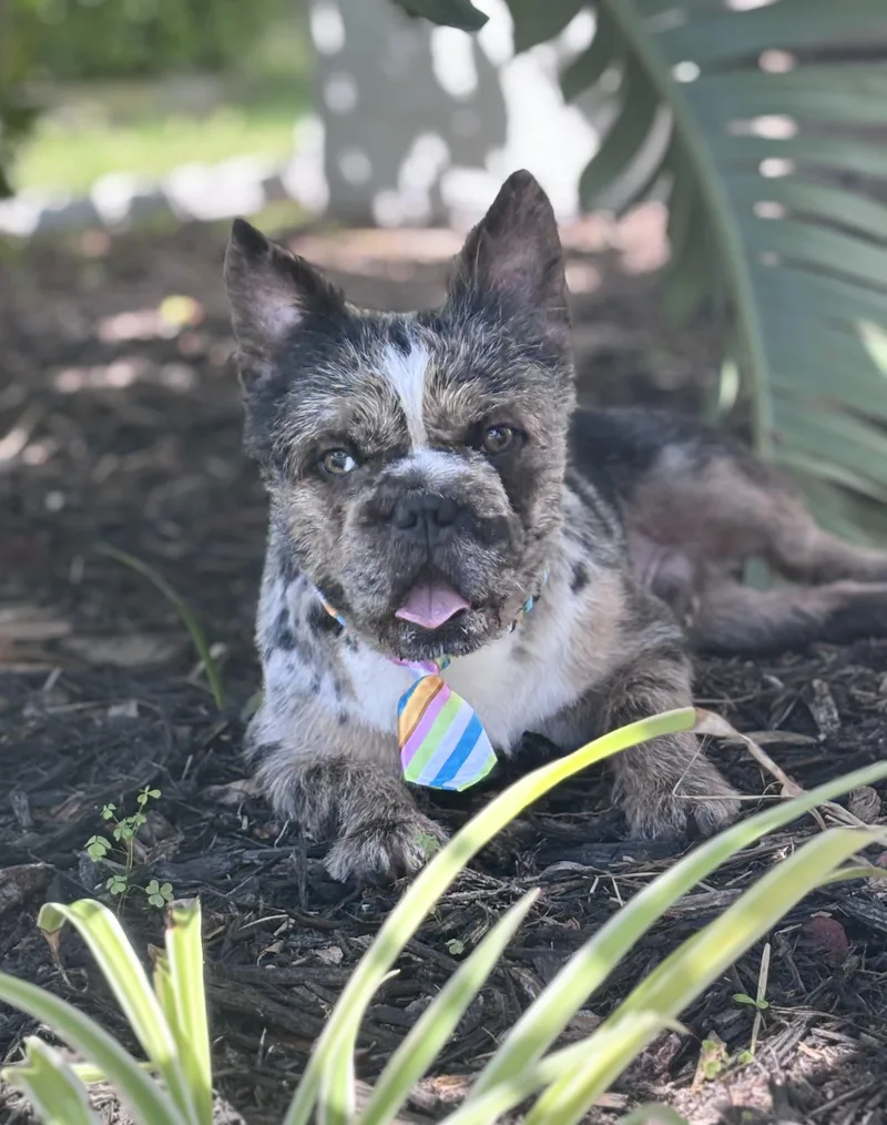 A young medium-sized male Merle (Blue) French Bulldog dog named Rolo for adoption in Hollywood, FL