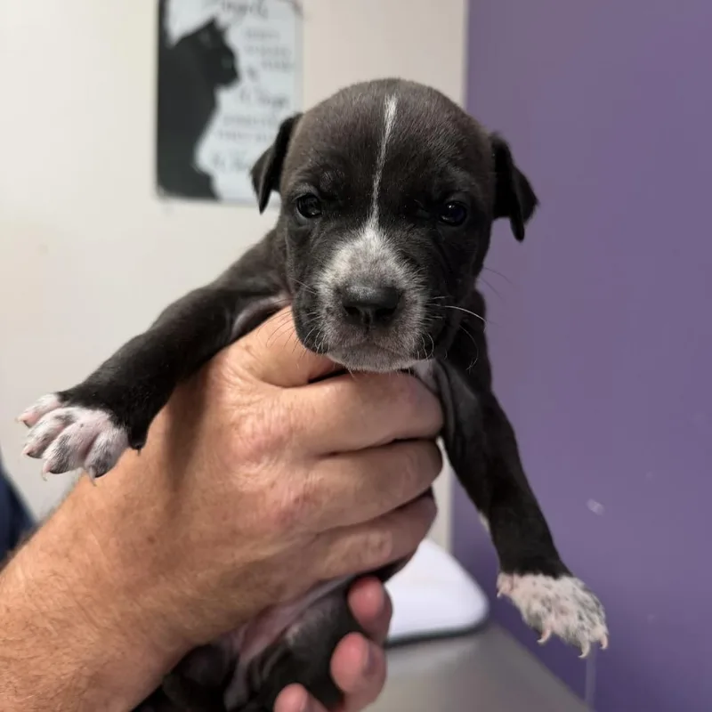 A baby small-sized female Black Mixed Breed dog named Glinda for adoption in Englewood, FL