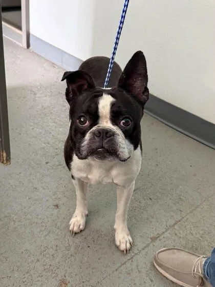 An adult small-sized male Black Boston Terrier dog named Bosty for adoption in Leitchfield, KY