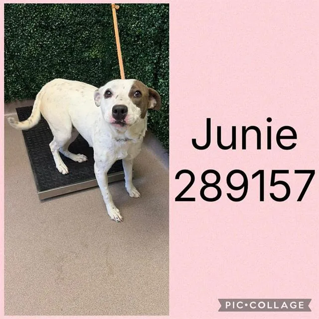 A young medium-sized female Pit Bull Terrier dog named Junie for adoption in Macon, GA