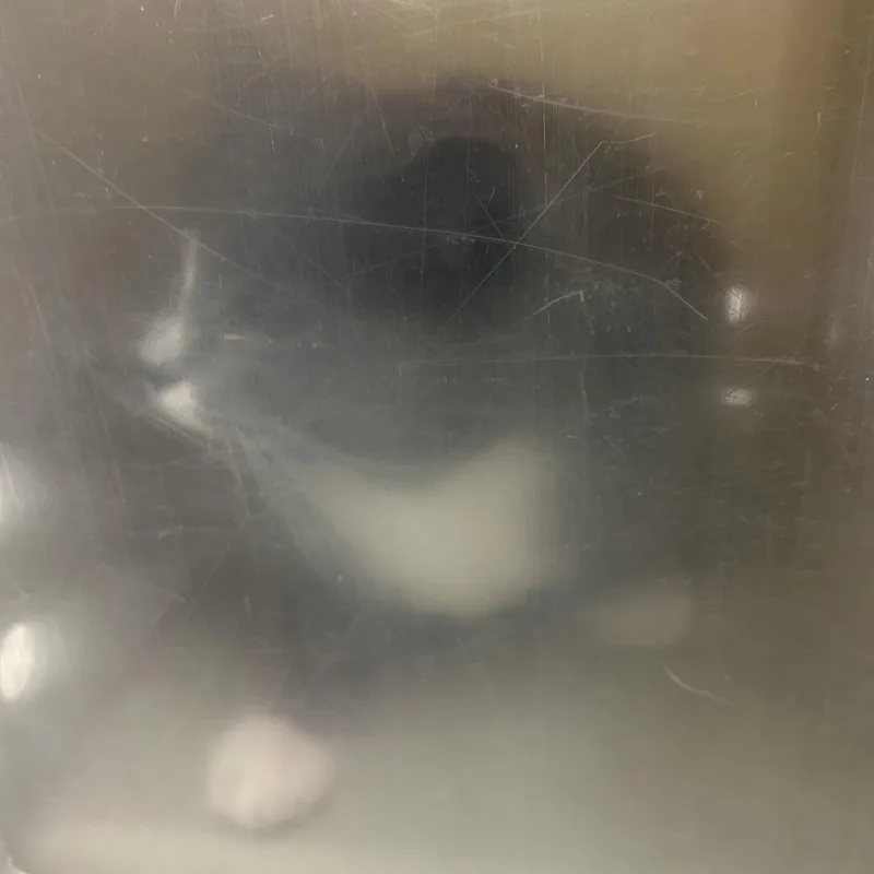 An adult medium-sized male Gray / Blue / Silver Domestic Short Hair cat named Bootsie Collins for adoption in Philadelphia, PA