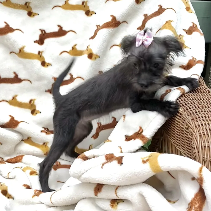 Minnie thumbnail 3