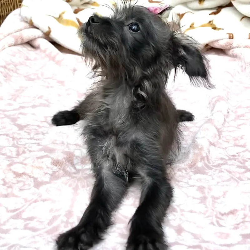Minnie thumbnail 6