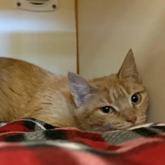 An adult medium-sized female Orange / Red Domestic Short Hair cat named Sunny for adoption in South Elgin, IL