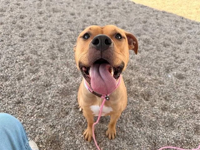 A young large-sized female Pit Bull Terrier dog named Morel for adoption in Mesa, AZ