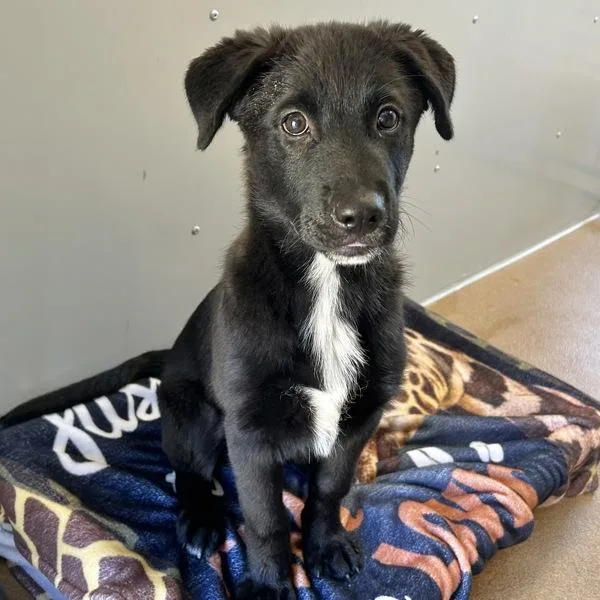A baby medium-sized male Border Collie dog named Skunk for adoption in Oakland, CA