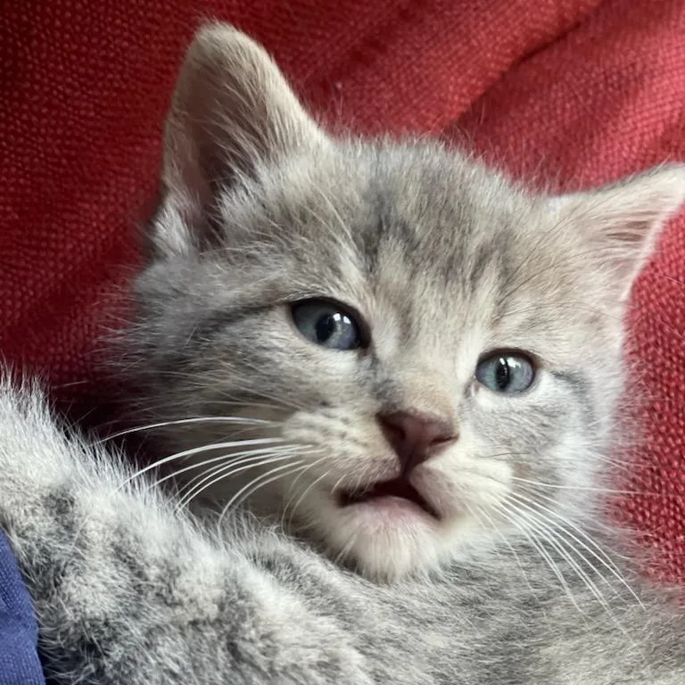 A baby small-sized male Gray & White Domestic Short Hair cat named Furrdinand for adoption in Fairfax Station, VA