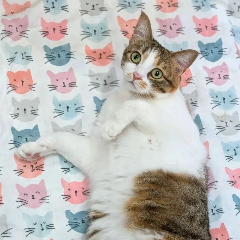 An adult medium-sized female Domestic Short Hair cat named Mia for adoption in Spokane, WA