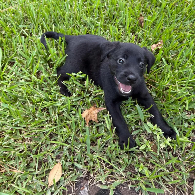A baby medium-sized female Black Labrador Retriever dog named Sky for adoption in Humble, TX