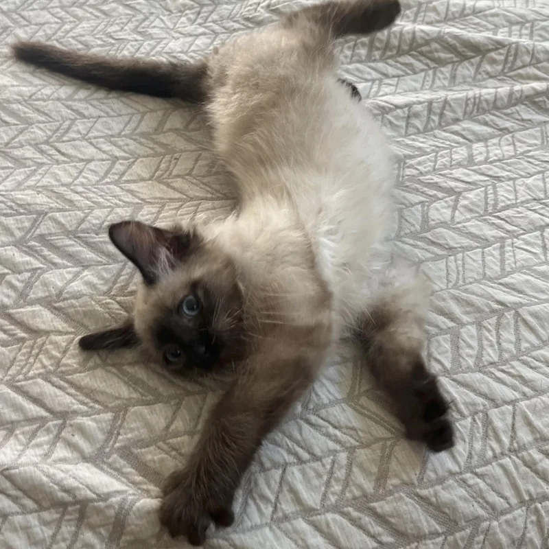 A baby medium-sized male Seal Point Domestic Short Hair cat named Zuckerberg for adoption in Beaufort, SC