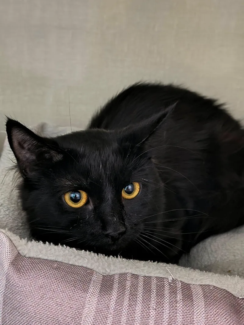 A young large-sized male Black Domestic Medium Hair cat named Van for adoption in Saint Marys, PA