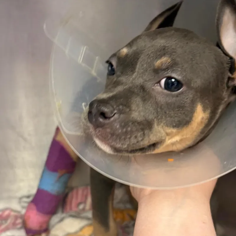 A baby small-sized female Gray / Blue / Silver Pit Bull Terrier dog named Joy Kwon for adoption in Northbrook, IL