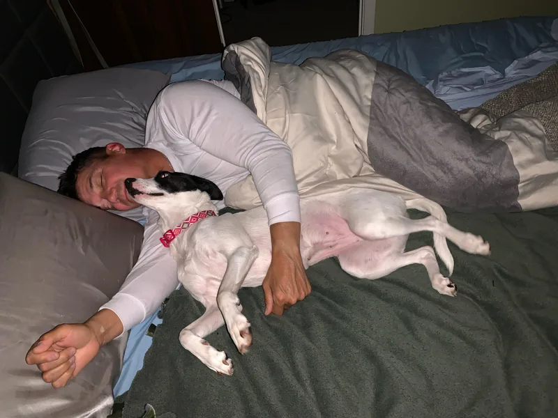 An adult medium-sized female Pointer dog named Dottie for adoption in Lockport, IL