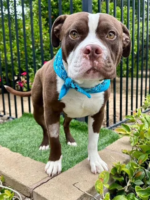 An adult medium-sized male Pit Bull Terrier dog named Rowan for adoption in Redlands, CA