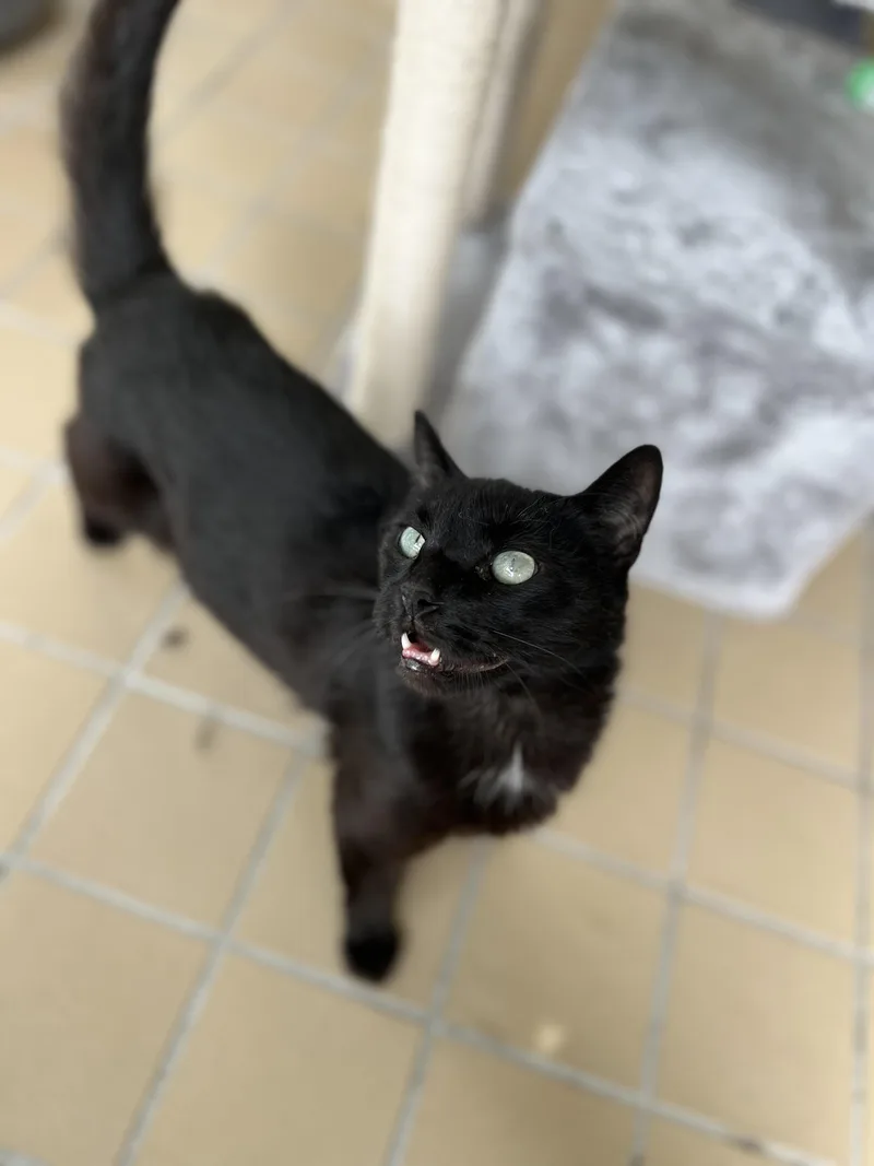 An adult medium-sized male Domestic Short Hair cat named Rowen for adoption in Norwich, NY