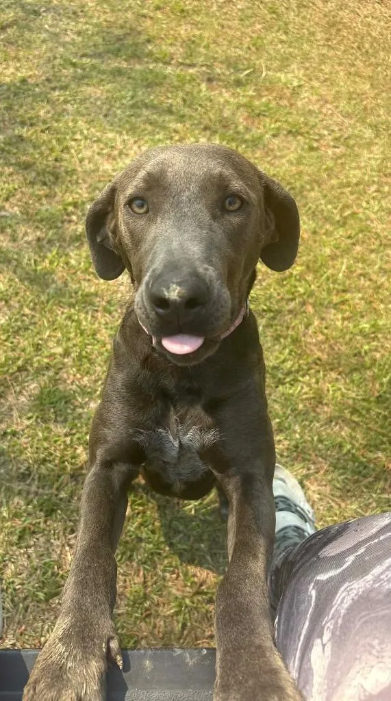 A young large-sized female Weimaraner dog named Rosie for adoption in Fayetteville, AR
