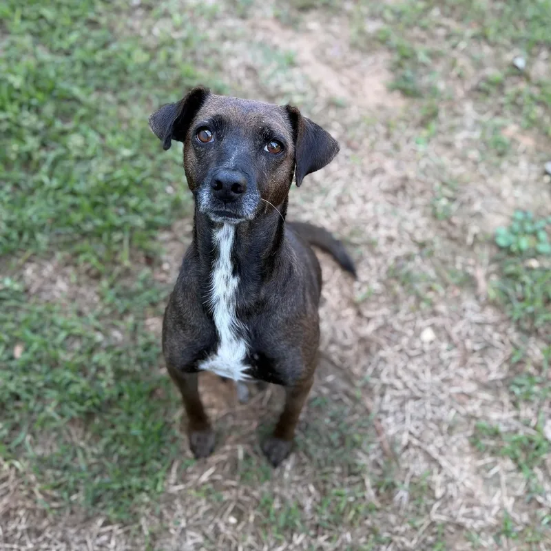 An adult medium-sized female Mixed Breed dog named Pandora for adoption in Summerdale, AL