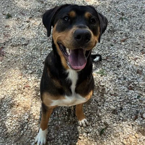 A young large-sized female Mixed Breed dog named Luna for adoption in Pensacola, FL