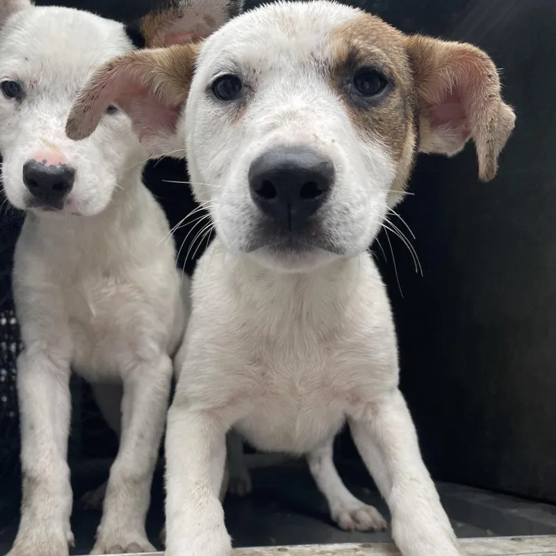 A baby small-sized female White / Cream Shepherd dog named Audrey for adoption in Edinburg, TX