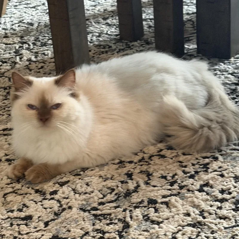 A young small-sized female Cream / Ivory Himalayan cat named Chloe for adoption in Monroe, MI