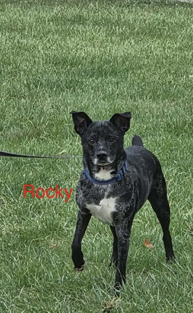 An adult medium-sized male Jack Russell Terrier dog named Rocky for adoption in Kendallville, IN