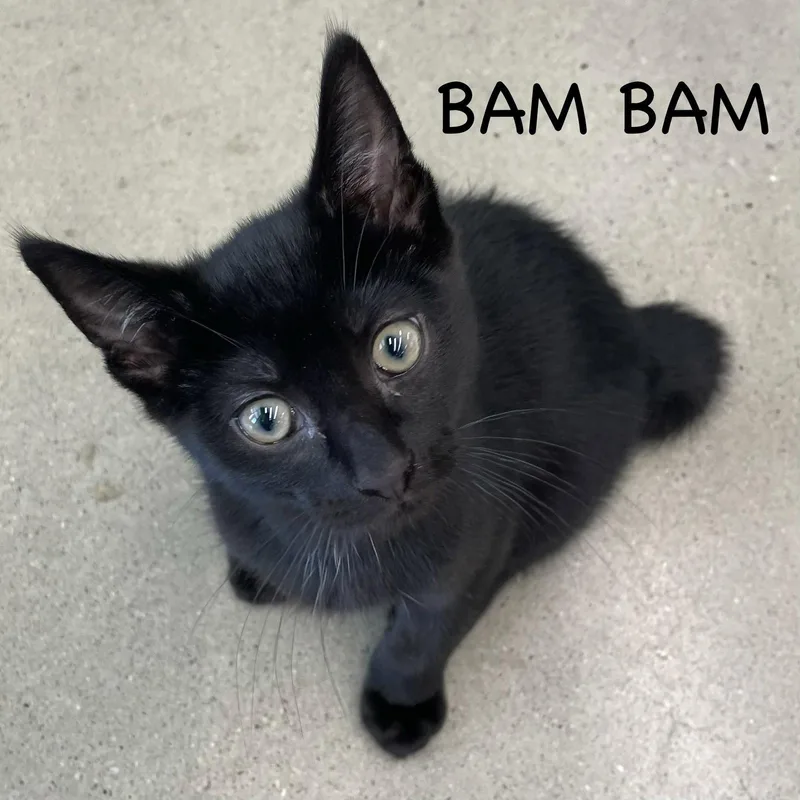 A young medium-sized male Black Domestic Short Hair cat named Bam Bam for adoption in Spring Lake, NJ