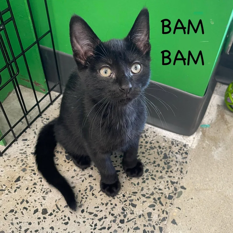 Bam Bam thumbnail 2