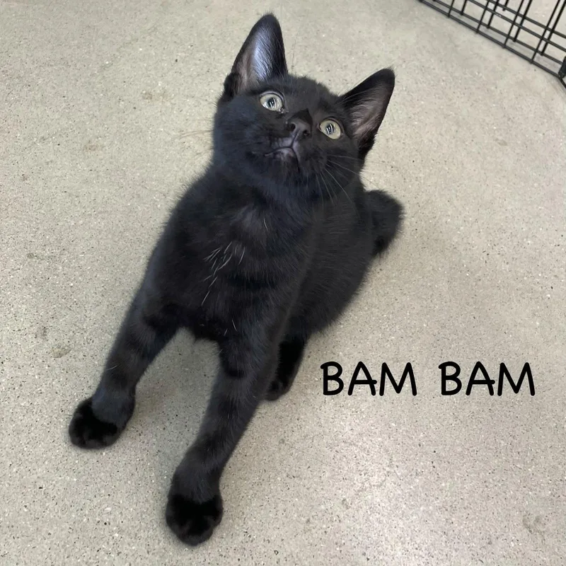 Bam Bam thumbnail 3