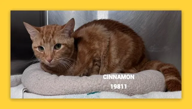 A young medium-sized female Domestic Short Hair cat named Cinnamon for adoption in Marietta, GA