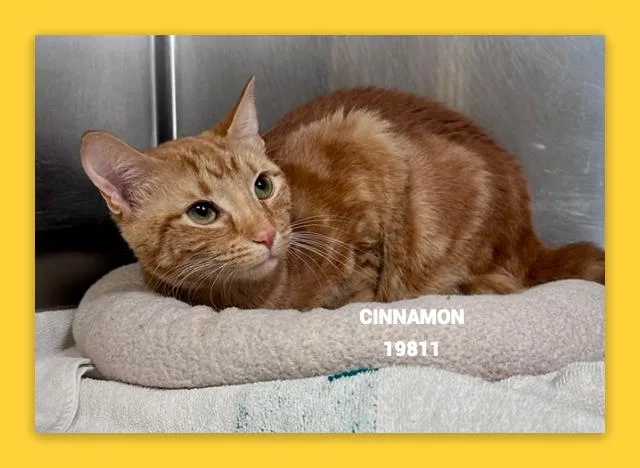 Cinnamon thumbnail 2