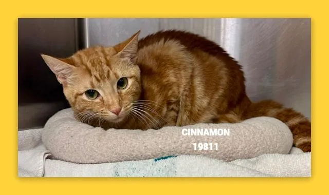 Cinnamon thumbnail 3