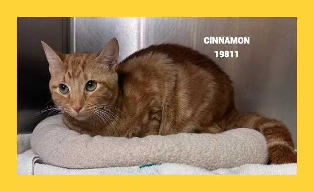 Cinnamon thumbnail 4