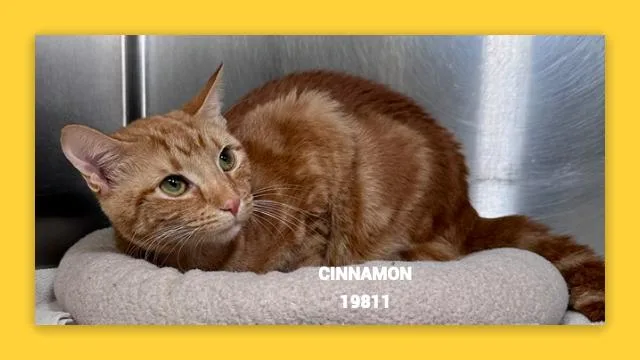 Cinnamon thumbnail 5