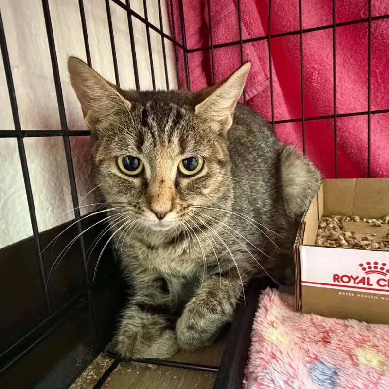 A young small-sized female Torbie Domestic Short Hair cat named SVASStray for adoption in Verona, VA