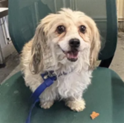 A senior small-sized female Poodle dog named Muffin for adoption in Camarillo, CA