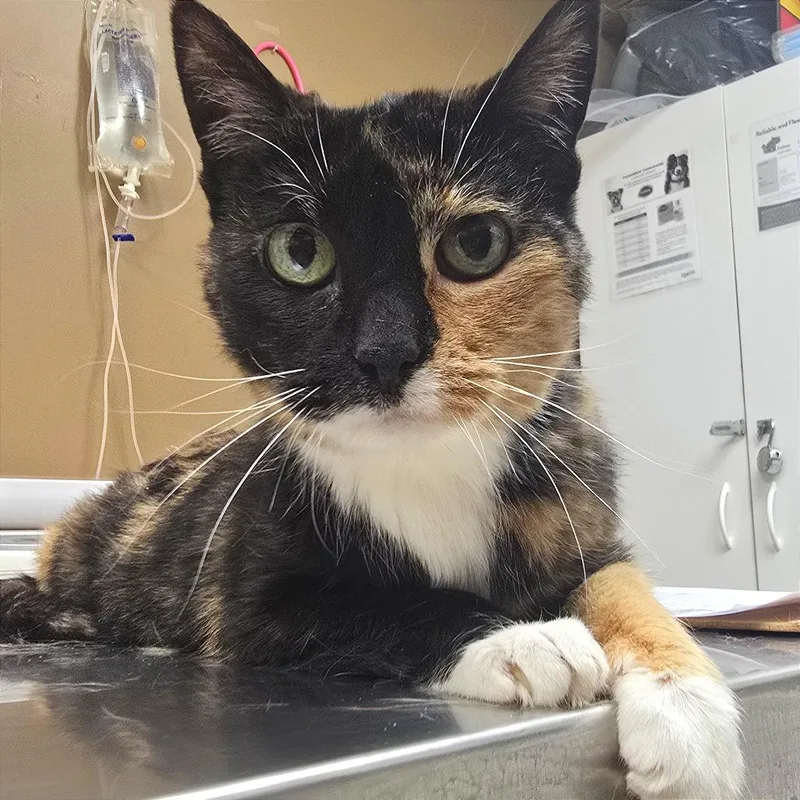 A senior medium-sized female Calico Domestic Short Hair cat named Luna for adoption in Milan, IL