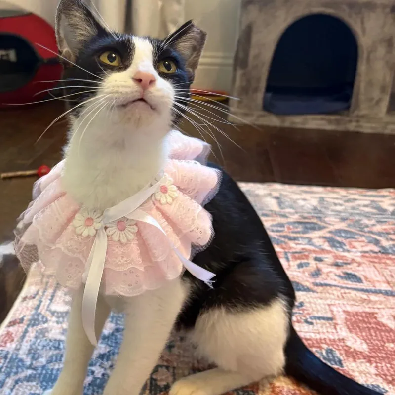 An adult medium-sized female White Domestic Short Hair cat named Minnie for adoption in Flower Mound, TX