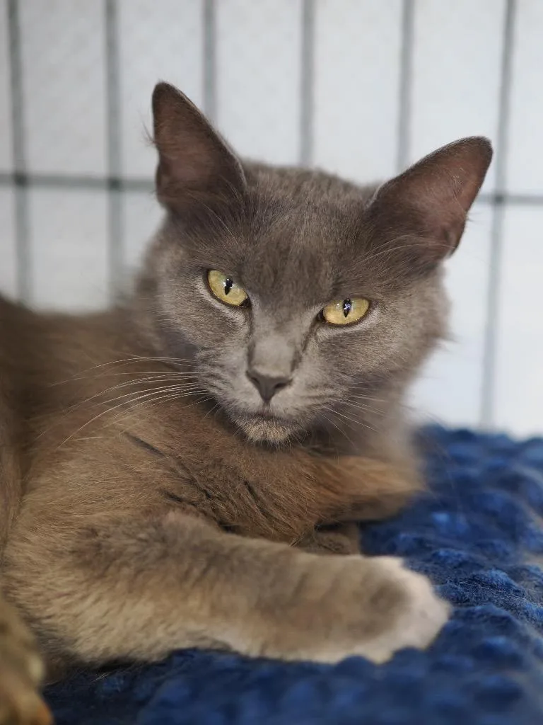 An adult medium-sized female Domestic Medium Hair cat named Saltine for adoption in Cincinnati, OH