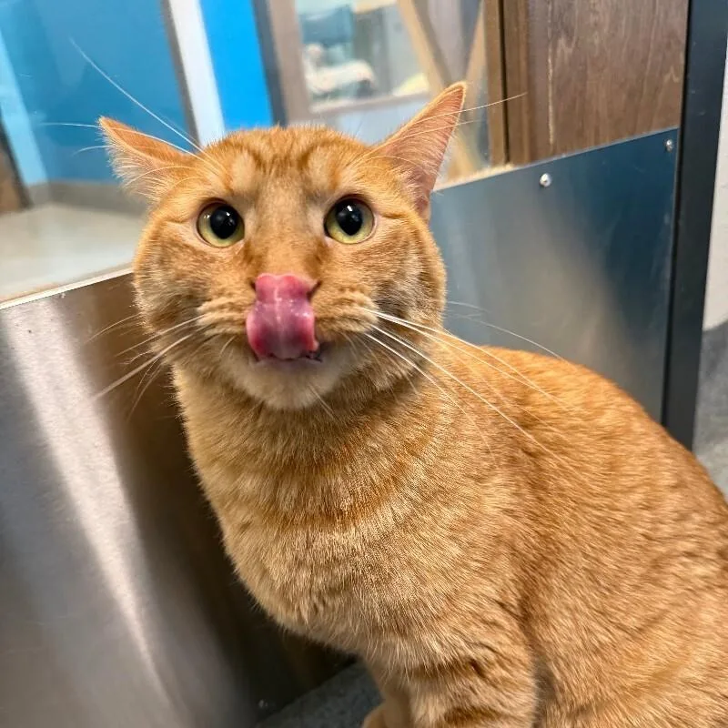 An adult medium-sized male Orange / Red Domestic Short Hair cat named Sunkist for adoption in Fort Collins, CO