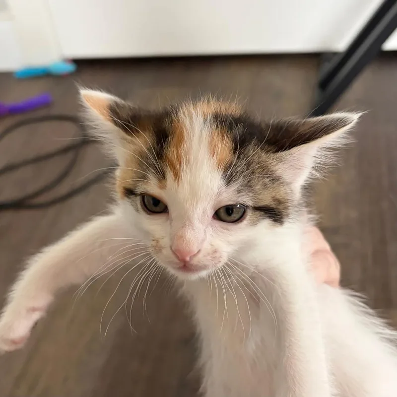 A baby small-sized female White Domestic Short Hair cat named Diagonal Swirl for adoption in Austin, TX