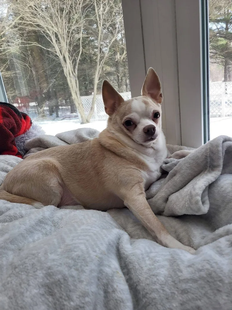 Bonded Pair Milo & thumbnail 2