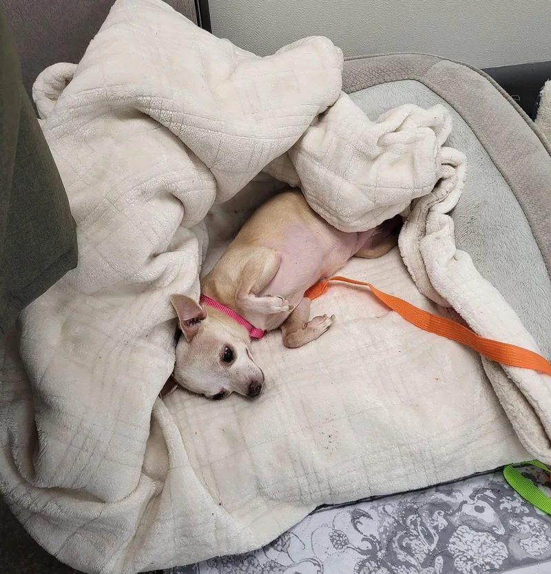 Bonded Pair Milo & thumbnail 3